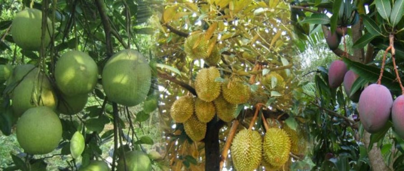 NÔNG NGHIỆP PHÚ SỸ