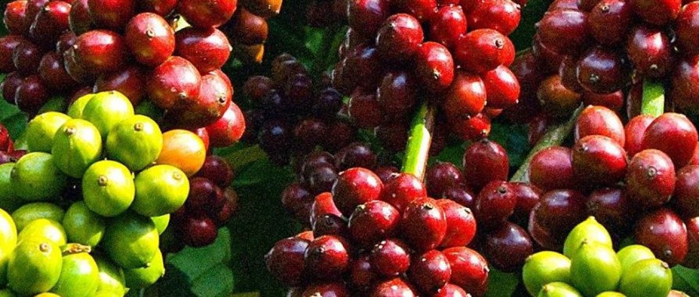 NÔNG NGHIỆP PHÚ SỸ