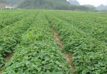 Kỹ thuật trồng và chăm sóc khoai lang
