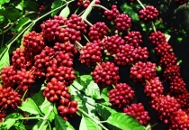 KỸ THUẬT TRỒNG VÀ CHĂM SÓC CÂY CÀ PHÊ CHÈ