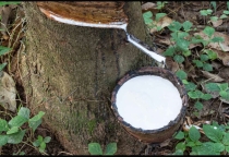 Bệnh hại chính trên cây cao su