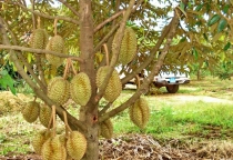 KỸ THUẬT TRỒNG VÀ CHĂM SÓC CÂY SẦU RIÊNG