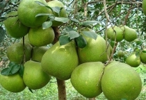 QUY TRÌNH KỸ THUẬT TRỒNG VÀ CHĂM SÓC CÂY BƯỞI